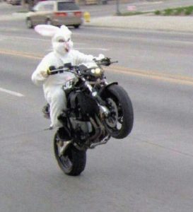bunny doing a wheely on motorbike