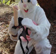 kinky bunny with strap-on